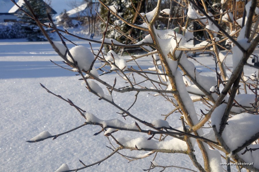 24 Zima w ogrodzie.jpg